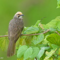 Straw-headed Bulbul-210525-111MSDCF-FRY01965-W.jpg