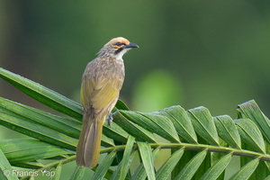 Straw-headed Bulbul-260306-159FRYAP-FYA05607-W.jpg