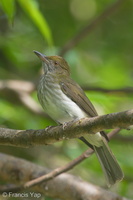 Streaked Bulbul-141228-101EOS7D-FY7D4006-W.jpg