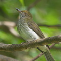 Streaked Bulbul-141228-101EOS7D-FY7D4006-W.jpg