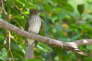 Streaked Bulbul-141228-101EOS7D-FY7D4094-W.jpg