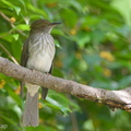 Streaked Bulbul-141228-101EOS7D-FY7D4094-W.jpg