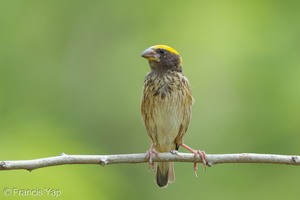Streaked Weaver-120624-111EOS1D-FYAP9329-W.jpg