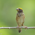Streaked Weaver-120624-111EOS1D-FYAP9329-W.jpg