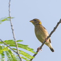 Streaked Weaver-140624-117EOS1D-FY1X3592-W.jpg