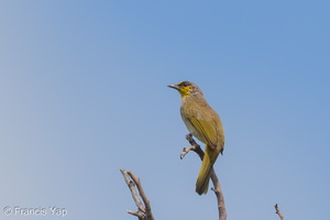 Stripe-throated Bulbul-250415-103FRYAP-FYA03473-W.jpg