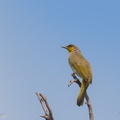 Stripe-throated Bulbul-250415-103FRYAP-FYA03473-W.jpg