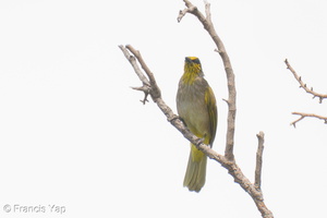 Stripe-throated Bulbul-250415-103FRYAP-FYA04153-W.jpg