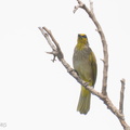 Stripe-throated Bulbul-250415-103FRYAP-FYA04153-W.jpg