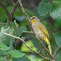 Stripe-throated Bulbul-250504-106FRYAP-FYA02984-W.jpg
