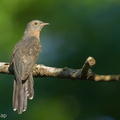 Sunda Brush Cuckoo-130920-110EOS1D-FY1X2081-W.jpg
