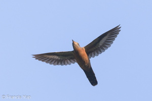 Sunda Brush Cuckoo-190701-118ND500-FYP_1040-W.jpg