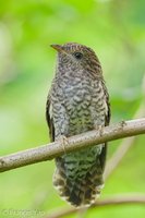 Sunda Brush Cuckoo-250713-114FRYAP-FYA09421-W.jpg