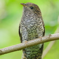 Sunda Brush Cuckoo-250713-114FRYAP-FYA09421-W.jpg
