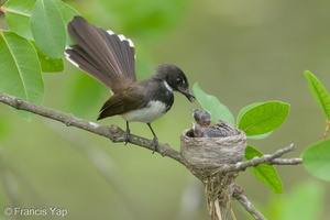 Sunda Pied Fantail-140613-117EOS1D-FY1X0984-W.jpg