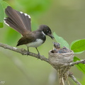 Sunda Pied Fantail-140613-117EOS1D-FY1X0984-W.jpg