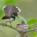 Sunda Pied Fantail-140613-117EOS1D-FY1X0998-W.jpg