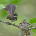 Sunda Pied Fantail-140613-117EOS1D-FY1X1419-W.jpg