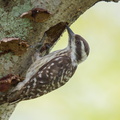 Sunda Pygmy Woodpecker-110403-101EOS1D-FYAP6761-W.jpg