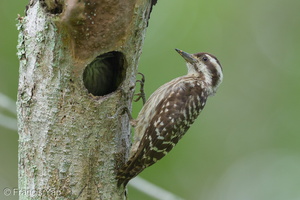 Sunda Pygmy Woodpecker-220320-142MSDCF-FRY07618-W.jpg