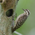 Sunda Pygmy Woodpecker-220320-142MSDCF-FRY07618-W.jpg