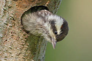 Sunda Pygmy Woodpecker-220320-142MSDCF-FRY07730-W.jpg