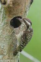 Sunda Pygmy Woodpecker-220320-142MSDCF-FRY08026-W.jpg