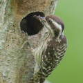 Sunda Pygmy Woodpecker-220320-142MSDCF-FRY08026-W.jpg