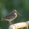 Swinhoe's Snipe-200125-111MSDCF-FYP01808-W.jpg