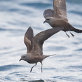 Swinhoe's Storm Petrel-180512-109ND500-FYP_7535-W.jpg