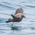 Swinhoe's Storm Petrel-180512-109ND500-FYP_7615-W.jpg