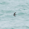 Swinhoe's Storm Petrel-200920-118MSDCF-FYP04138-W.jpg