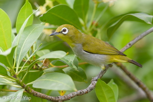 Swinhoe's White-eye-171128-106ND500-FYP_0699-W.jpg