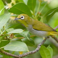 Swinhoe's White-eye-171128-106ND500-FYP_0699-W.jpg