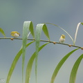 Swinhoe's White-eye-180627-110ND500-FYP_1166-W.jpg
