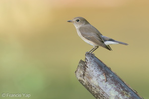 Taiga Flycatcher-191202-106MSDCF-FYP07703-W.jpg