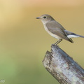 Taiga Flycatcher-191202-106MSDCF-FYP07703-W.jpg