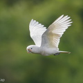 Tanimbar Corella-171126-105ND500-FYP_9904-W.jpg