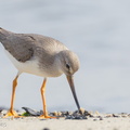 Terek Sandpiper-110906-105EOS1D-FYAP1318-W.jpg