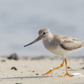 Terek Sandpiper-110906-105EOS1D-FYAP1336-W.jpg