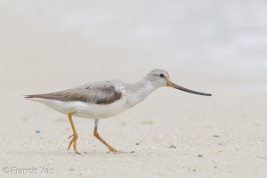 Terek Sandpiper-160828-103EOS1D-F1X29102-W.jpg