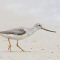 Terek Sandpiper-160828-103EOS1D-F1X29102-W.jpg