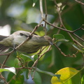 Thick-billed Flowerpecker-191216-107MSDCF-FYP07972-W.jpg