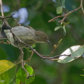 Thick-billed Flowerpecker-191216-107MSDCF-FYP08005-W.jpg