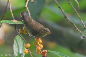 Thick-billed Flowerpecker-191218-107MSDCF-FYP08956-W.jpg