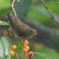 Thick-billed Flowerpecker-191218-107MSDCF-FYP08956-W.jpg
