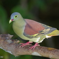 Thick-billed Green Pigeon-130317-105EOS1D-FY1X8607-W.jpg