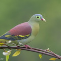 Thick-billed Green Pigeon-181102-112ND500-FYP_9260-W.jpg