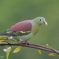 Thick-billed_Green_Pigeon-181102-112ND500-FYP_9320-W.jpg
