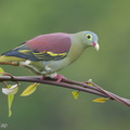 Thick-billed Green Pigeon-181102-112ND500-FYP_9329-W.jpg